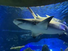 -江和美海洋公园