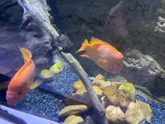 -迪拜水族馆及水下动物园