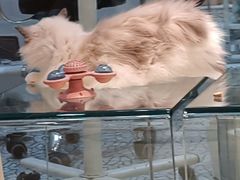 -momokira米努特·德文卷毛猫·棉花面纱犬