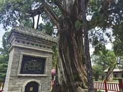 -黄帝陵