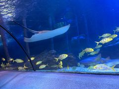 -太平洋海底世界