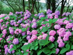 -西湖风景区-江洋畈生态公园