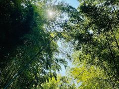 -树山生态村