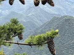 -秦岭天竺山生态文化旅游景区
