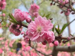 -海棠花溪(元大都城垣遗址公园)