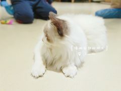 -藏猫猫咖啡主题馆(中央大道店)