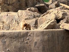 -合肥野生动物园