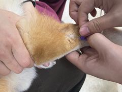 -美联众合动物医院·24h转诊中心