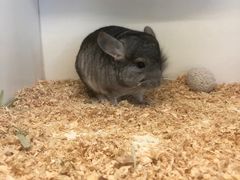 -龙猫仔乐园(惠福东路店)