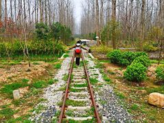 -合肥滨湖国家森林公园