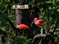 -红山森林动物园