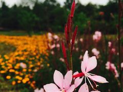 -桤木河湿地公园