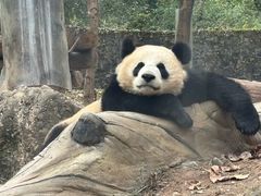 -都江堰中华大熊猫苑