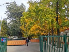 -三里屯东五街银杏大道