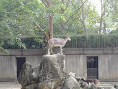 -成都动物园