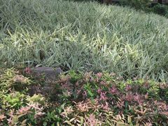 -云溪植物园
