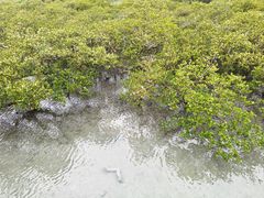 -北海金海湾红树林生态旅游区