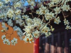 -灵谷景区