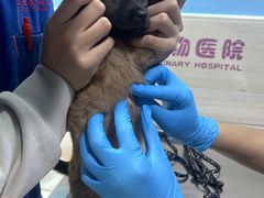 -哆趣宠物医院·眼科·内镜·急重症转诊中心(上海店)