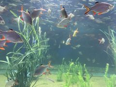 -芜湖新华联大白鲸海洋公园