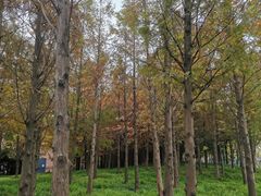 -上海山野camping·户外天幕烧烤·团建拓展营地