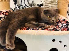 -猫小院猫主题餐厅(三里屯店)