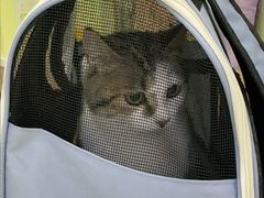 -瑞鹏宠物医院·宠保定点·心脏科·内科(御桥分院)