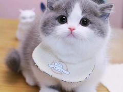 -欣宠猫屋·矮脚拿破仑·蓝金金渐层
