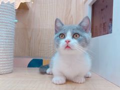 -山宅一喵德文卷毛猫舍