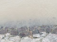 -鱼珠码头(轮渡站)