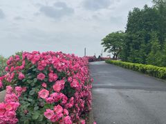 -上海滨江森林公园