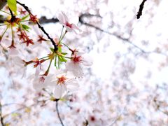 -顾村公园