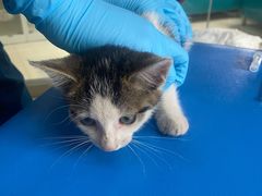 -瑞派申生动物医院·24H夜诊·国际动物医疗中心·骨外科(吴中路店)