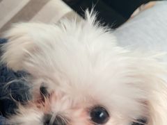 -美联众合动物医院·24h转诊中心