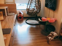 -滚猫咖啡·猫咖·猫友好撸猫(未来城店)