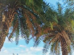 -苏小糖(鼓浪屿三丘田花园店)