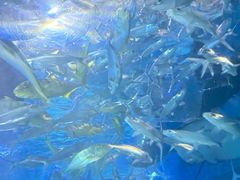 -洛阳龙门海洋馆