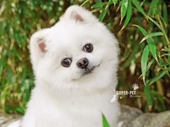 -超宠爱宠物摄影-Super pet
