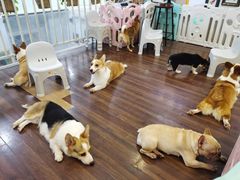 -柯斗斗主题餐厅·狗咖·围炉煮茶·茶饮(国瑞升平里店)