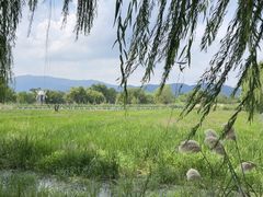-长兴太湖图影湿地文化园