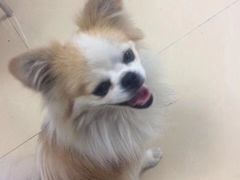 -全心全意连锁动物医院(加州店)