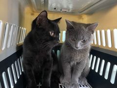 -瑞派·关忠动物医院·猫专科·犬专科(三环新城店)