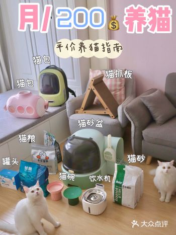 新手养猫|百元就可以做到！（平价攻略