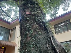 -普陀山雷迪森庄园