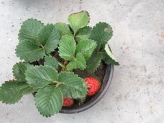 -东方鼎信农副产品交易中心