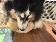 -萌喵宠狗爱心宠咖