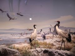 -中国湿地博物馆