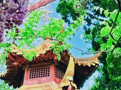 -嘉定紫藤园