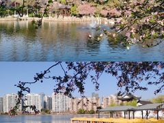 -莫愁湖公园