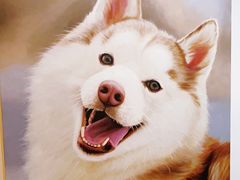 -Husky Go! 哈士奇体验馆·宠物咖啡厅狗咖